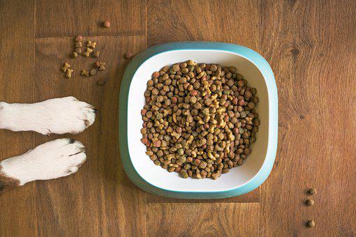 grain free dry dog food